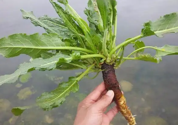 土大黄的功效与作用 土大黄可以治疗哪些疾病