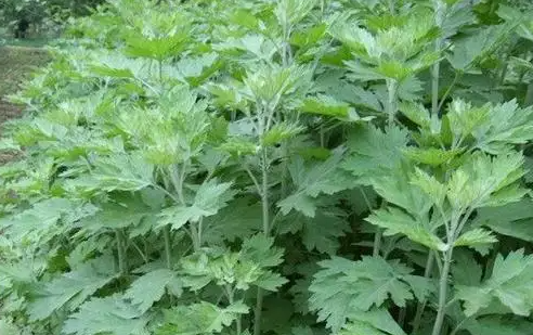 红艾草的功效和作用 红艾草怎么吃