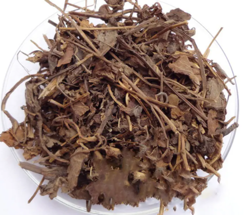 石见穿的功效与作用 石见穿能不能泡水喝