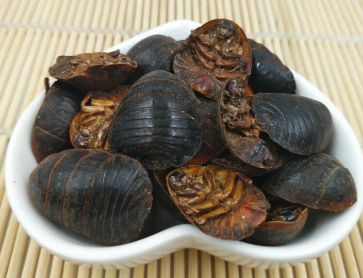 中药土元的功效与作用 土元怎么吃效果最好