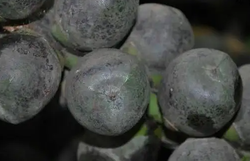 追风果泡酒治风湿方法 追风果的功效与作用