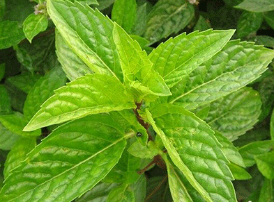 山薄荷的功效与作用 薄荷的5种简单吃法