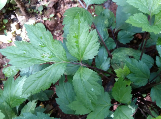 鸭儿芹的功效与作用 鸭儿芹的食用方法