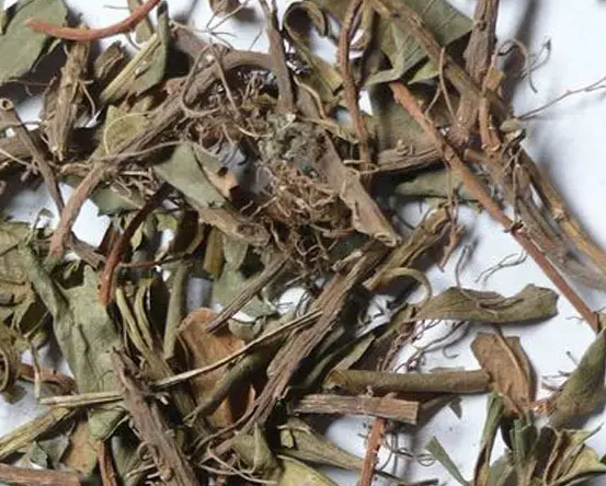上天梯的功效与作用 上天梯的用法用量 