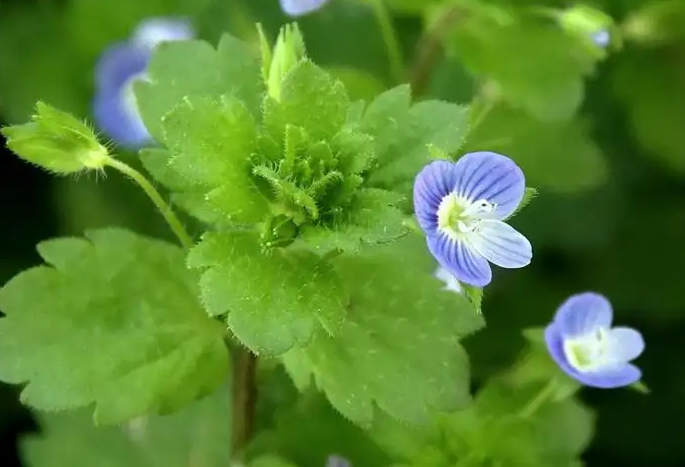 肾子草的功效与作用 肾子草怎样吃补肾