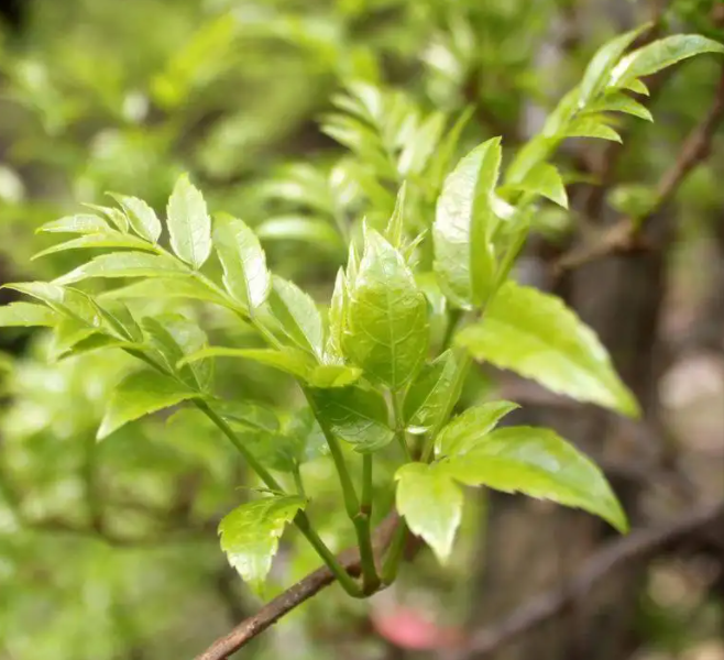 藤茶的功效与作用 藤茶怎么冲泡最有效果