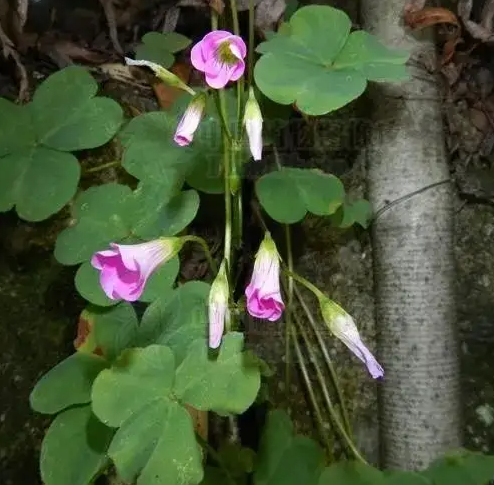 铜锤草的功效与作用 铜锤草可以生吃吗