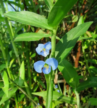 竹节草的主治功效 竹节草熬水有什么功效