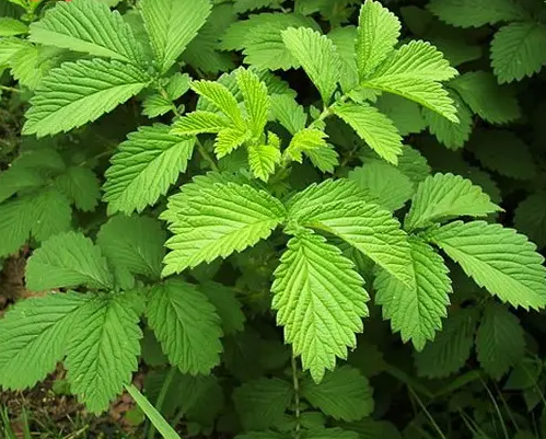 仙鹤草的功效与作用 仙鹤草能长期当茶饮吗