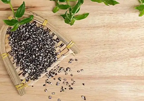 王不留行的功效与作用 吃王不留行的禁忌