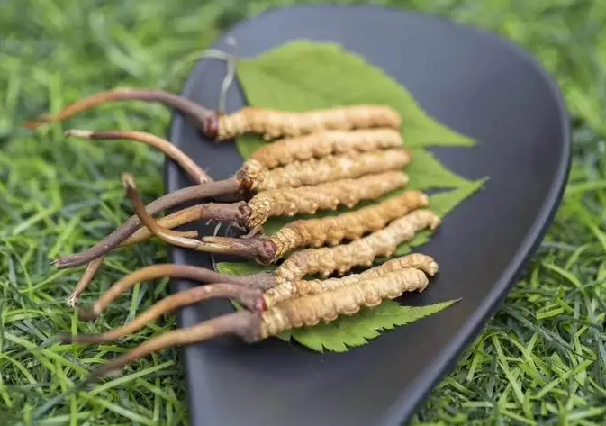 虫草的功效与作用 虫草的食用方法