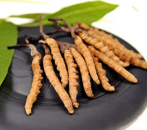 女人吃冬虫夏草的好处有哪些 虫草的功效与作用