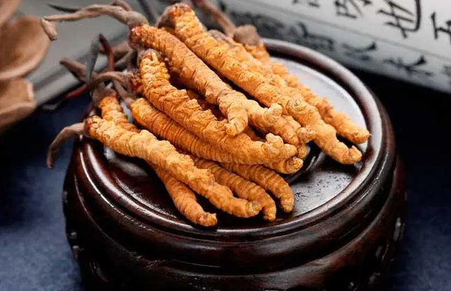 冬虫夏草的功效与作用及食用方法