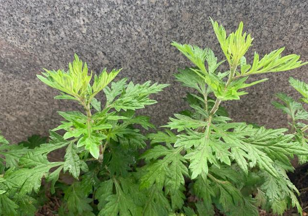 艾蒿水能喝吗 艾蒿的功效与作用
