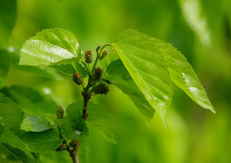 桑叶的功效与作用包括哪些 桑叶泡水喝的功效
