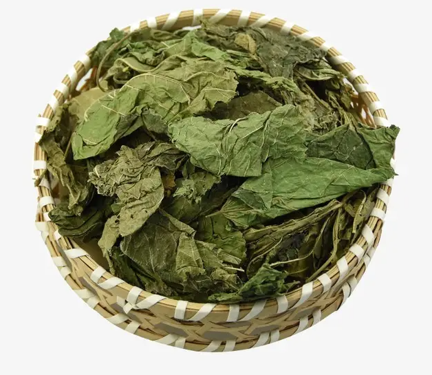 桑叶的功效与作用有哪些 桑叶能治高血压吗