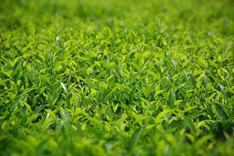 绿茶的好处 绿茶与其他茶