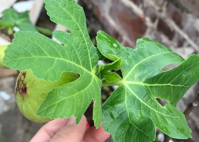 无花果叶的功效与作用 无花果叶煮水的功效