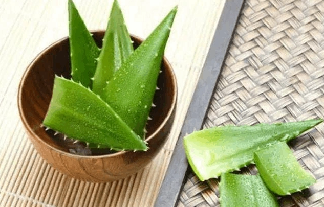 芦荟可以直接涂在脸上吗 芦荟功效与作用是什么