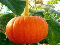 肥胖吃什么好 中医食疗有效攻克肥胖症