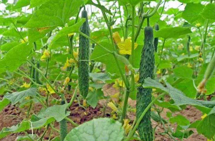 豆浆黄瓜减肥的方法(豆浆和黄瓜一起吃减肥吗)