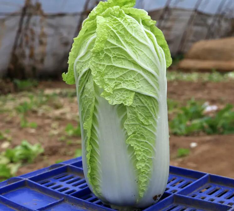 减肥期间药多吃青菜来帮助减肥