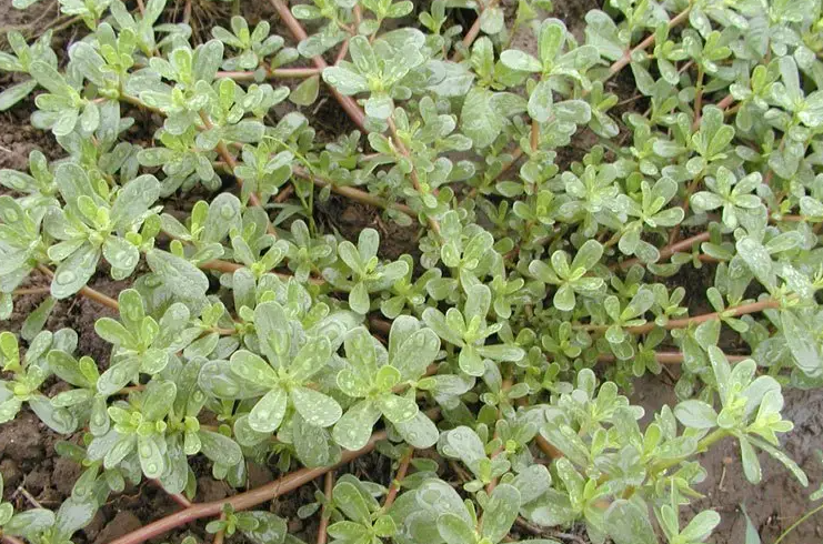 小小的野菜对减肥居然帮助这么大