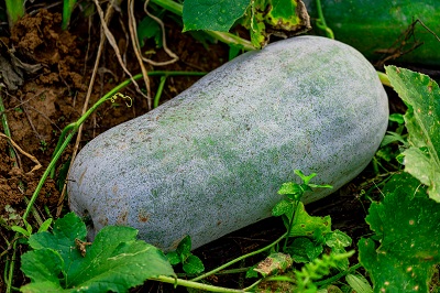 脂肪最怕的6种碱性食物 常吃6种食物促进脂肪排出