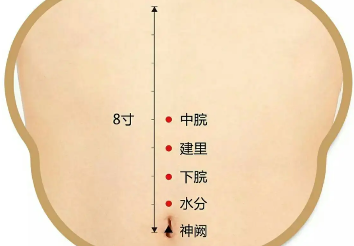 6个针灸穴位远离小肚腩