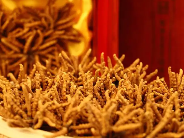 男性强肾壮阳药有哪些 临床上强肾壮阳常用的七种药