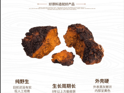 白桦茸(又名桦树菇)